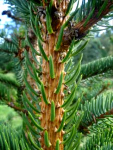 Picea aurantiaca, Picea aurantiaca, Pinacées, Arboretum de… 