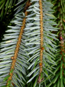 Epicéa de Chine ou Epicéa de Sargent, Picea brachytyla, Pi… 