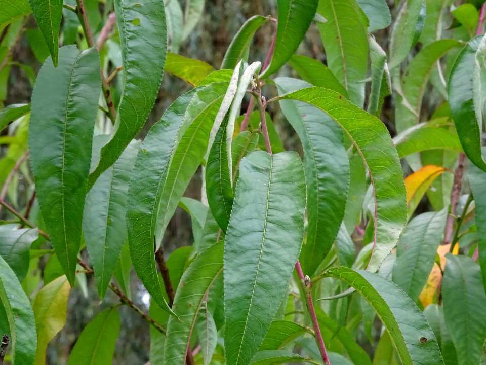 Pêcher, Prunus persica, Rosacées, Arboretum de Chèvreloup 