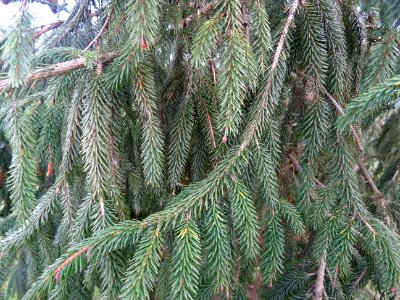 Epicéa de Chine ou Epicéa de Sargent, Picea brachytyla, Pi… 