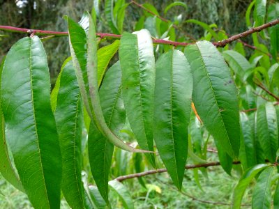 Pêcher, Prunus persica, Rosacées, Arboretum de Chèvreloup 