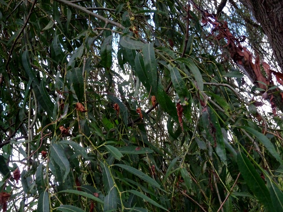 Saule pleureur, Salix babylonica, Salicacées, Arboretum de… 