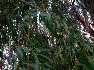 Saule pleureur, Salix babylonica, Salicacées, Arboretum de… 
