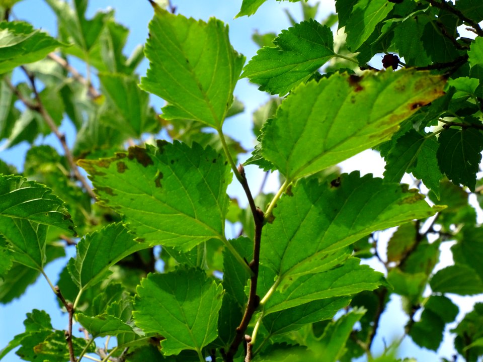 Mûrier à feuilles de platane, Morus bombycis, Moracées, Ar… 