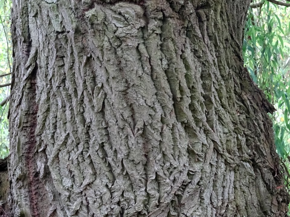 Ecorce du Saule pleureur, Salix babylonica, Salicacées, Ar… 