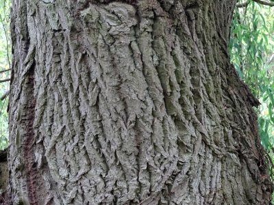 Ecorce du Saule pleureur, Salix babylonica, Salicacées, Ar… 