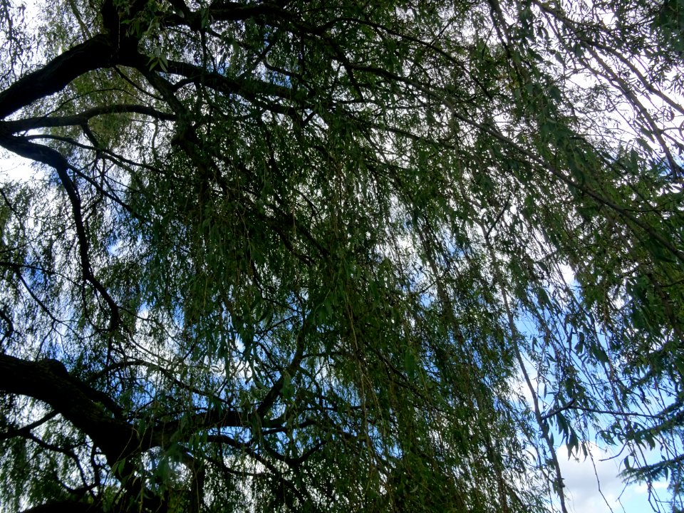 Saule pleureur, Salix babylonica, Salicacées, Arboretum de… 