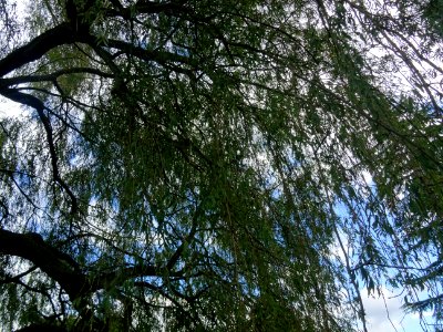 Saule pleureur, Salix babylonica, Salicacées, Arboretum de… 