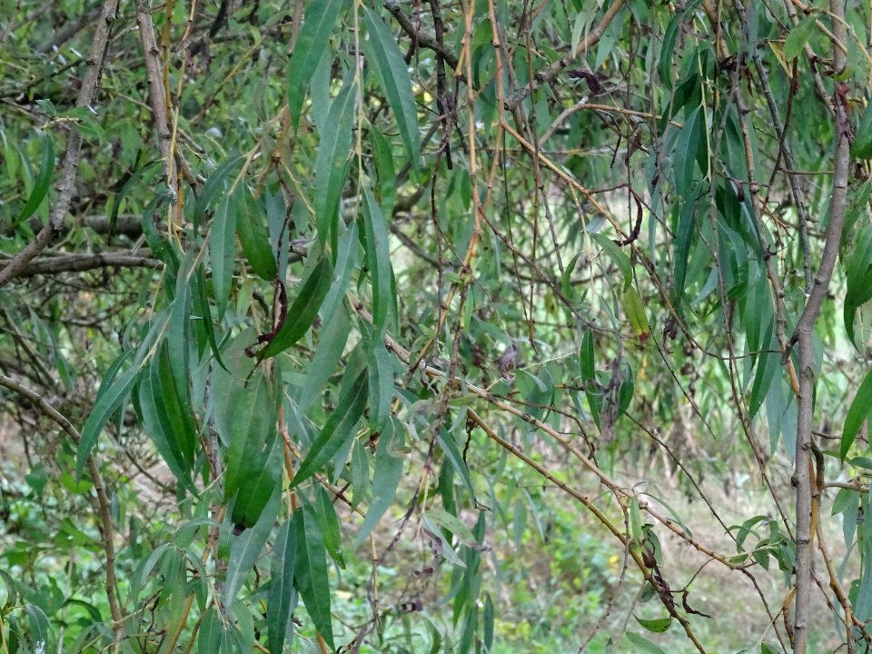 Saule pleureur, Salix babylonica, Salicacées, Arboretum de… 