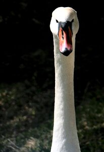 Animal animal world bird
