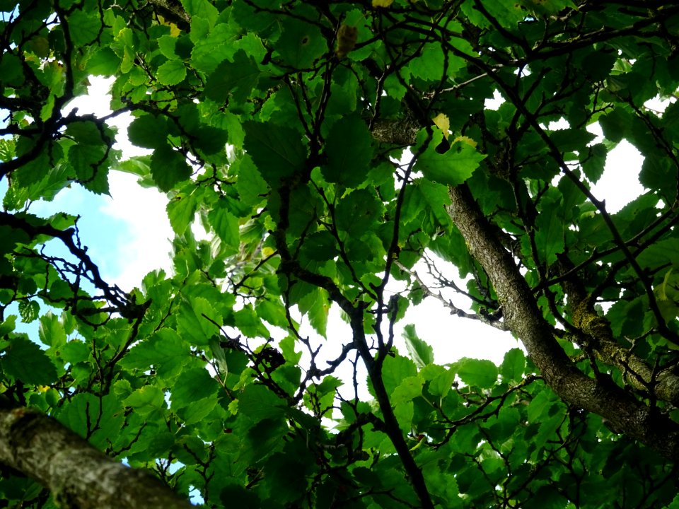 Mûrier à feuilles de platane, Morus bombycis, Moracées, Ar… 