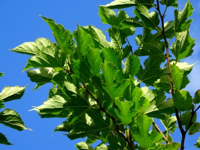 Mûrier à feuilles de platane, Morus bombycis, Moracées, Ar… 