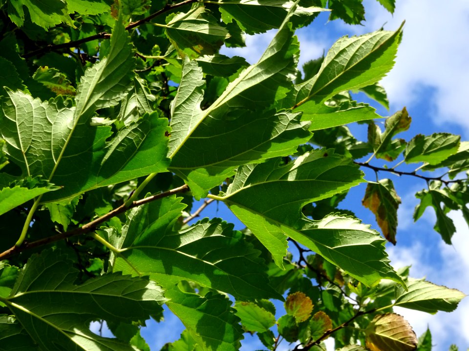Mûrier à feuilles de platane, Morus bombycis, Moracées, Ar… 