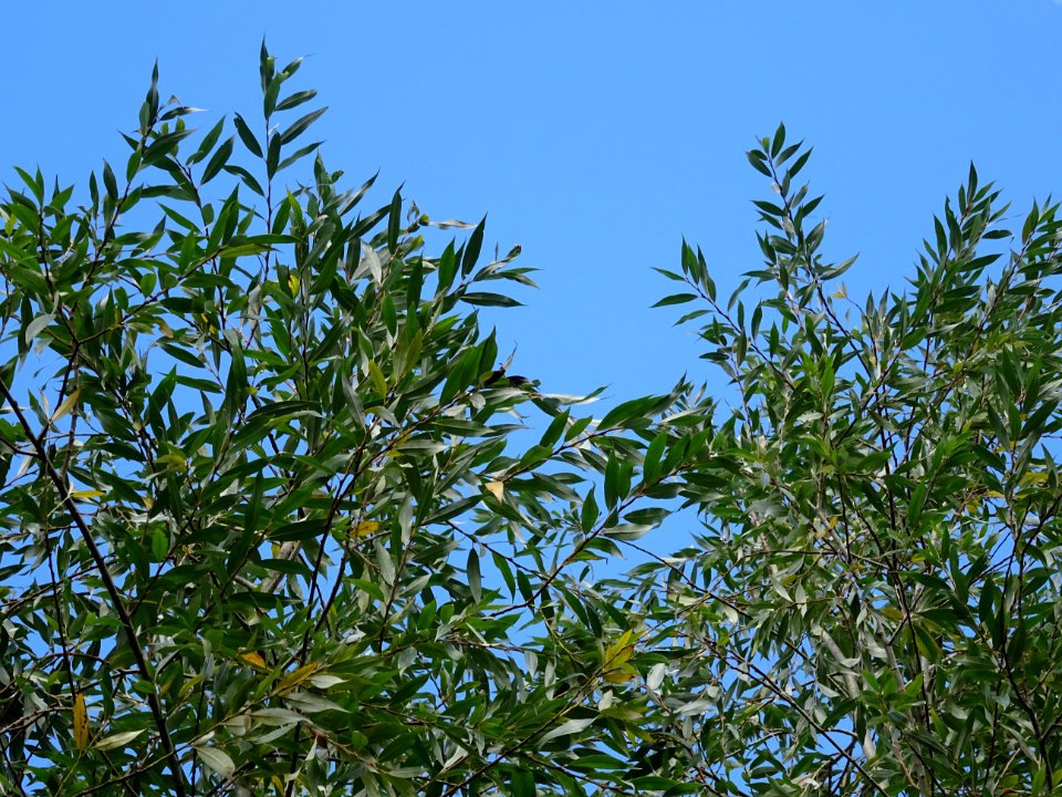 Saule blanc royal, Salix alba sericea, Salicacées, Arboret… 
