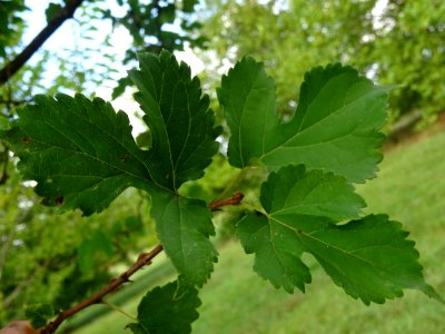 Mûrier à feuilles de platane, Morus bombycis, Moracées, Ar… 