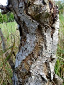 Ecorce du Saule tortueux à bois rouge, Salix x erythroflex… 