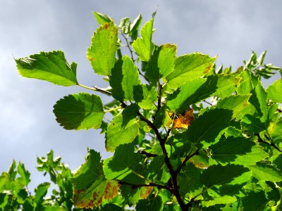 Mûrier à feuilles de platane, Morus bombycis, Moracées, Ar… 