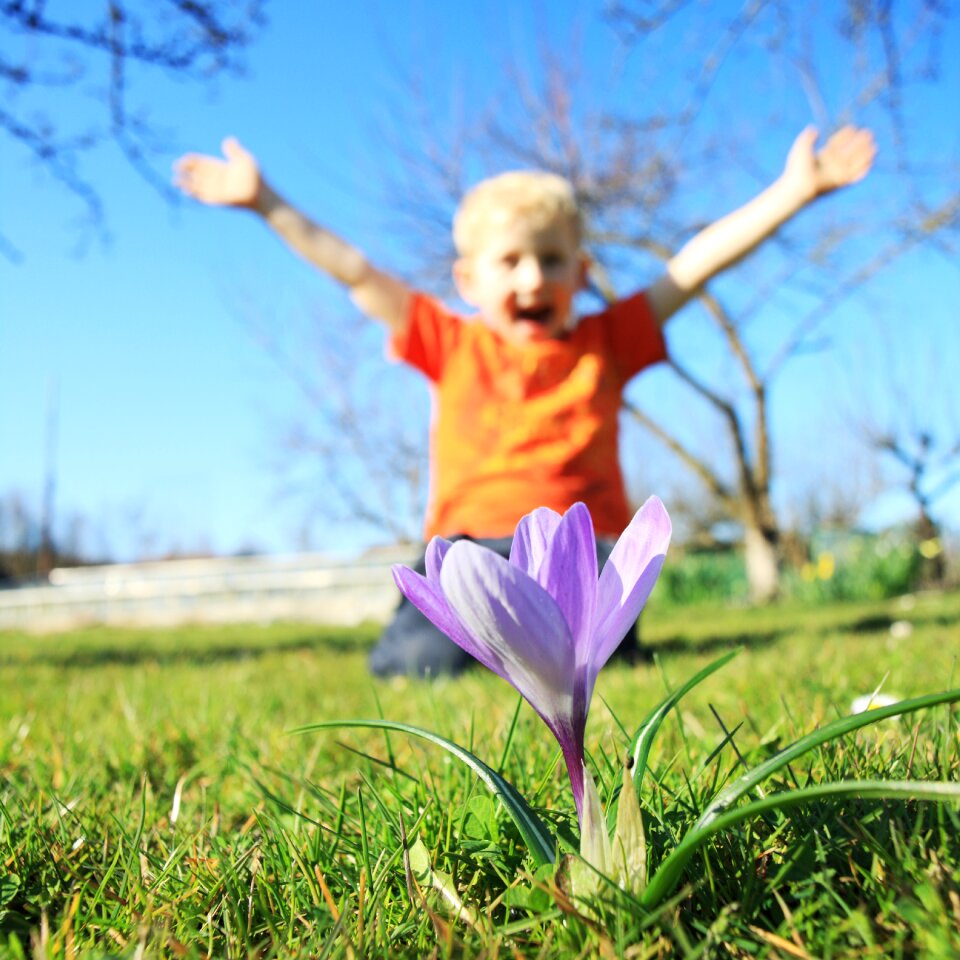 Play meadow crocus