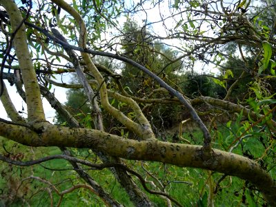 Saule tortueux à bois rouge, Salix x erythroflexuosa, Sali… 