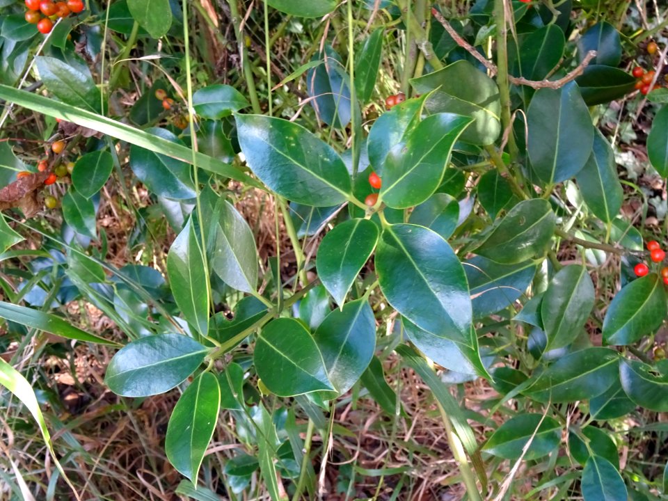 Houx, Ilex aquifolium, Aquifoliacées, Arboretum de Chèvrel… 
