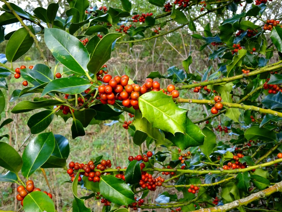 Houx, Ilex aquifolium, Aquifoliacées, Arboretum de Chèvrel… 