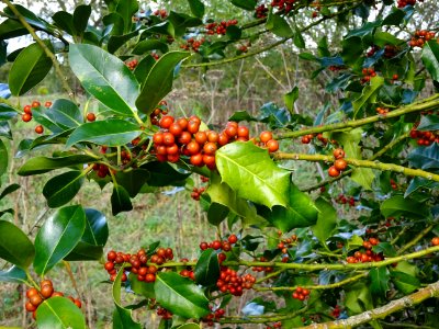 Houx, Ilex aquifolium, Aquifoliacées, Arboretum de Chèvrel… 
