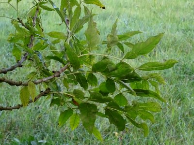 Frêne commun, Fraxinus excelsior, Oléacées, Arboretum de C… 