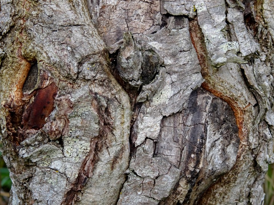Ecorce du Saule tortueux à bois rouge, Salix x erythroflex… 