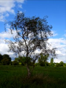 Saule tortueux à bois rouge, Salix x erythroflexuosa, Sali… 
