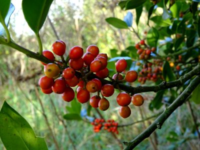 Houx, Ilex aquifolium, Aquifoliacées, Arboretum de Chèvrel… 