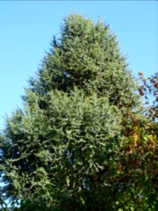 Cèdre de l'Atlas fastigié, Cedrus atlantica 'fastigiata', … 