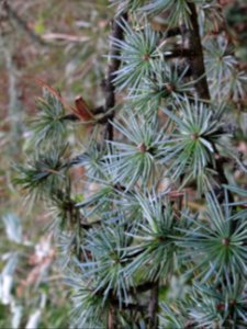 Cèdre de l'Atlas fastigié, Cedrus atlantica 'fastigiata', … 