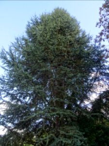 Cèdre de l'Atlas fastigié, Cedrus atlantica 'fastigiata', … 