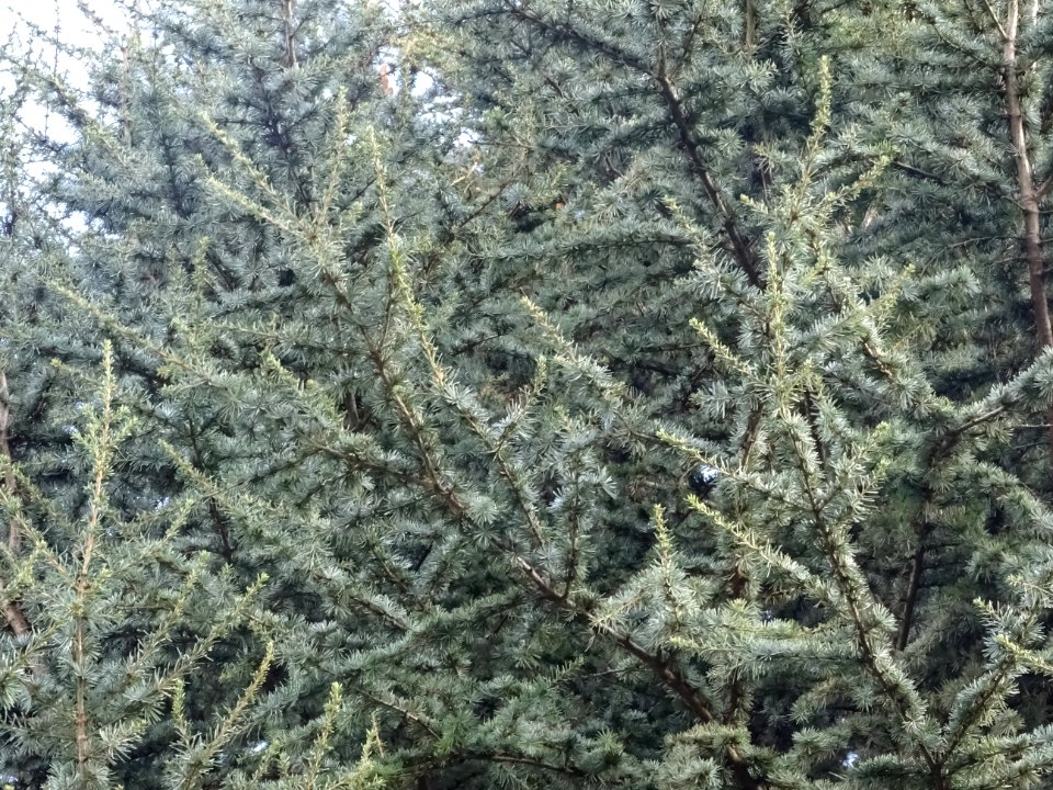 Cèdre de l'Atlas fastigié, Cedrus atlantica 'fastigiata', … 