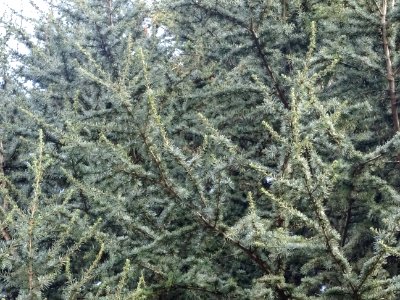 Cèdre de l'Atlas fastigié, Cedrus atlantica 'fastigiata', … 