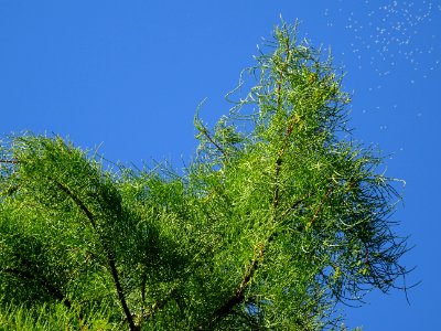 Cyprès chauve des marécages, Taxodium distichum, Taxodiacé… 