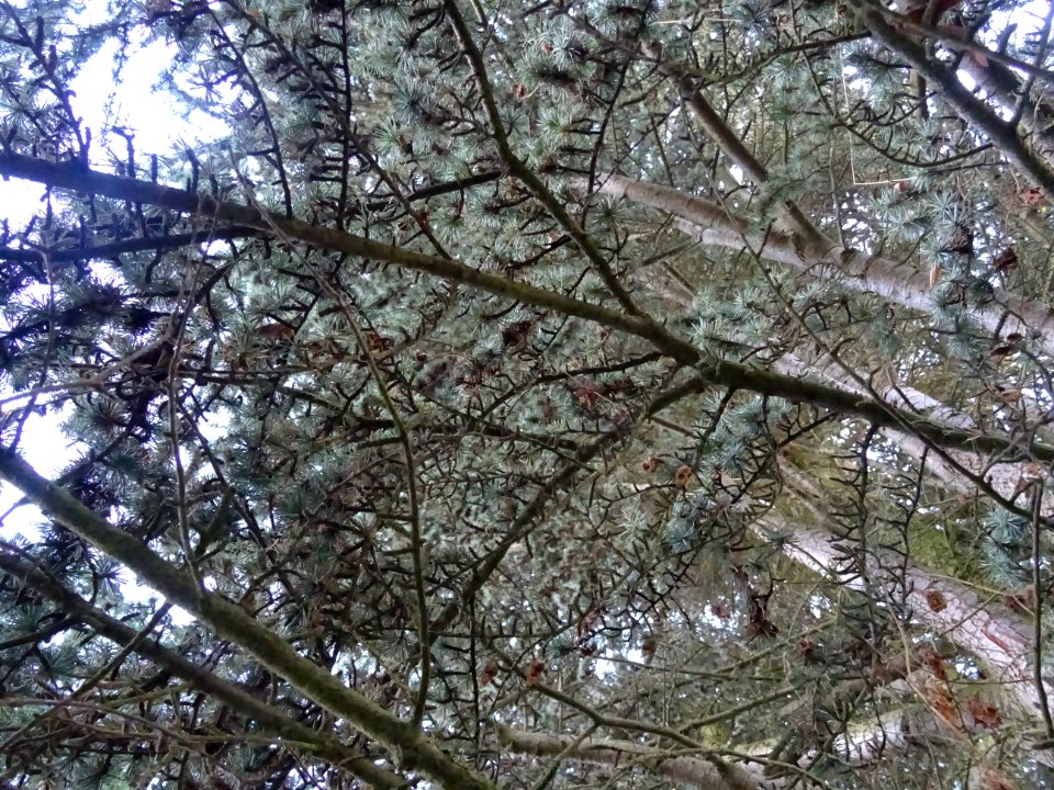 Cèdre de l'Atlas fastigié, Cedrus atlantica 'fastigiata', … 