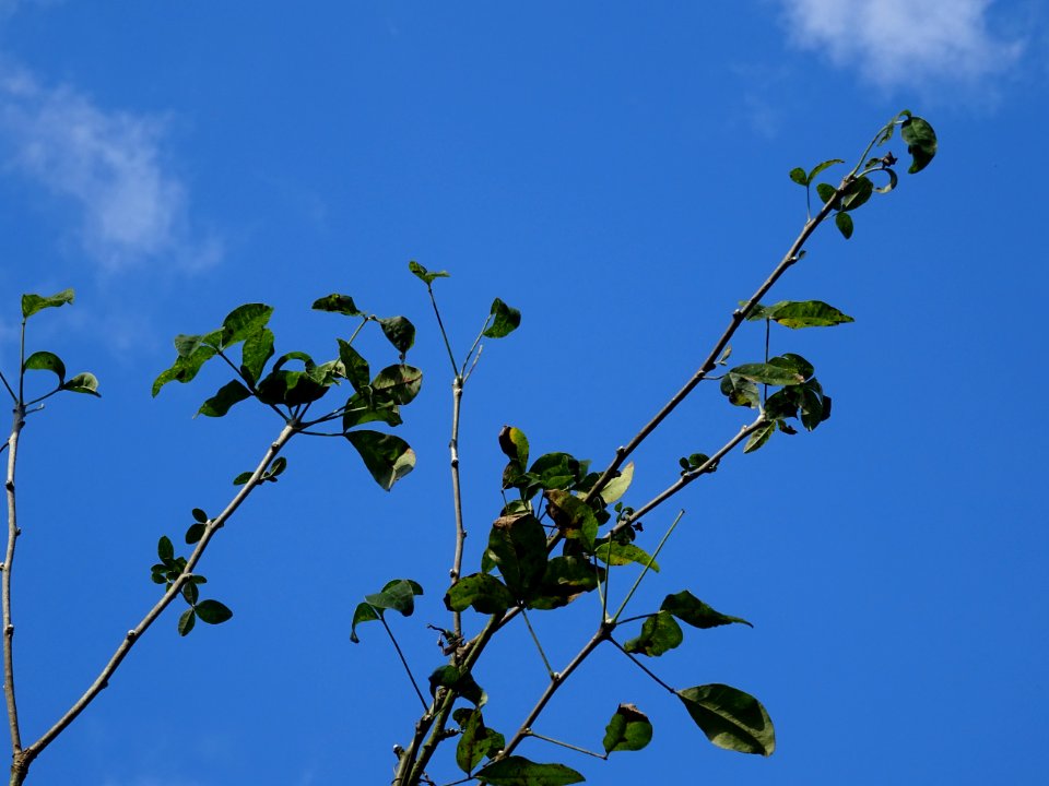 Cytise hybride, Hybride entre Laburnum anagyroïdes et Cham… 