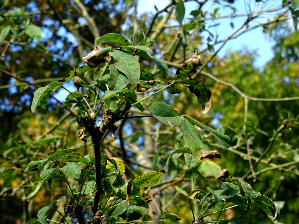 Cytise hybride, Hybride entre Laburnum anagyroïdes et Cham… 