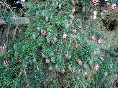 Tsuga de Siebold, Tsuga sieboldii, Pinacées, Arboretum de … 