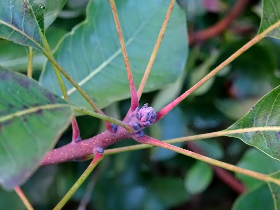 Fustet ou arbre à perruques, Cotinus coggygria, Anacardiac… 