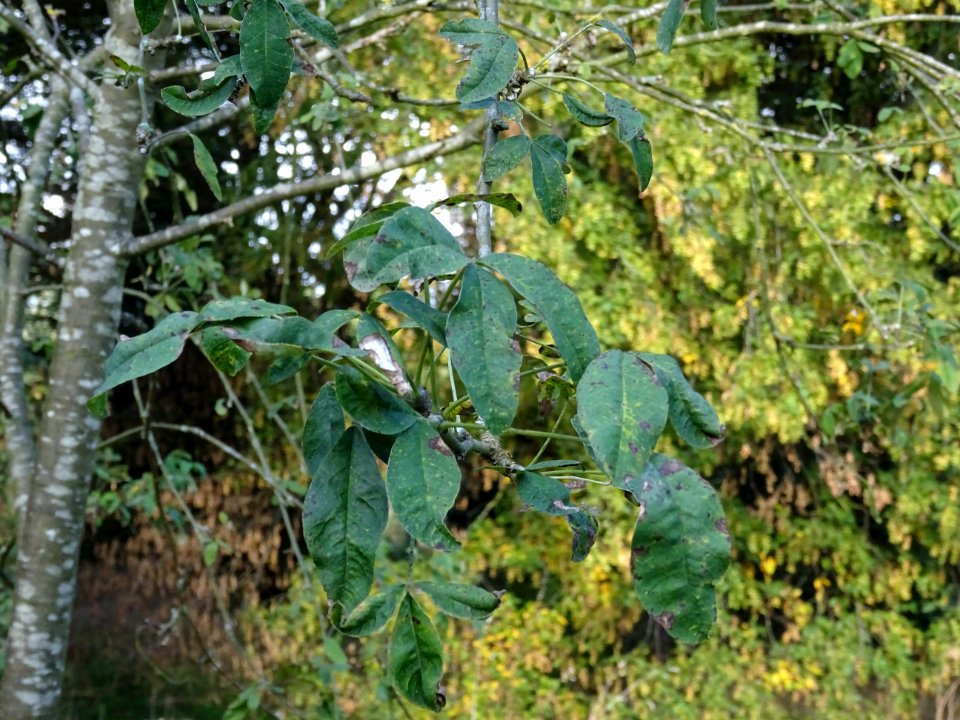 Cytise hybride, Hybride entre Laburnum anagyroïdes et Cham… 