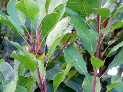 Fustet ou arbre à perruques, Cotinus coggygria, Anacardiac… 