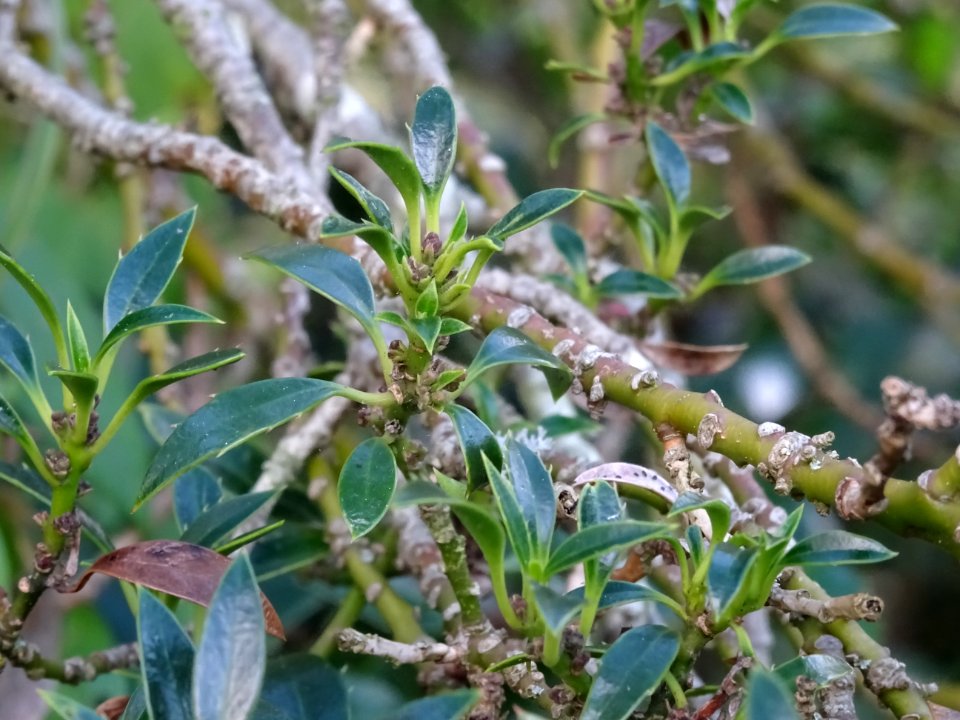 Houx à feuilles de myrte, Ilex aquifolium myrtifolia, Aqui… 