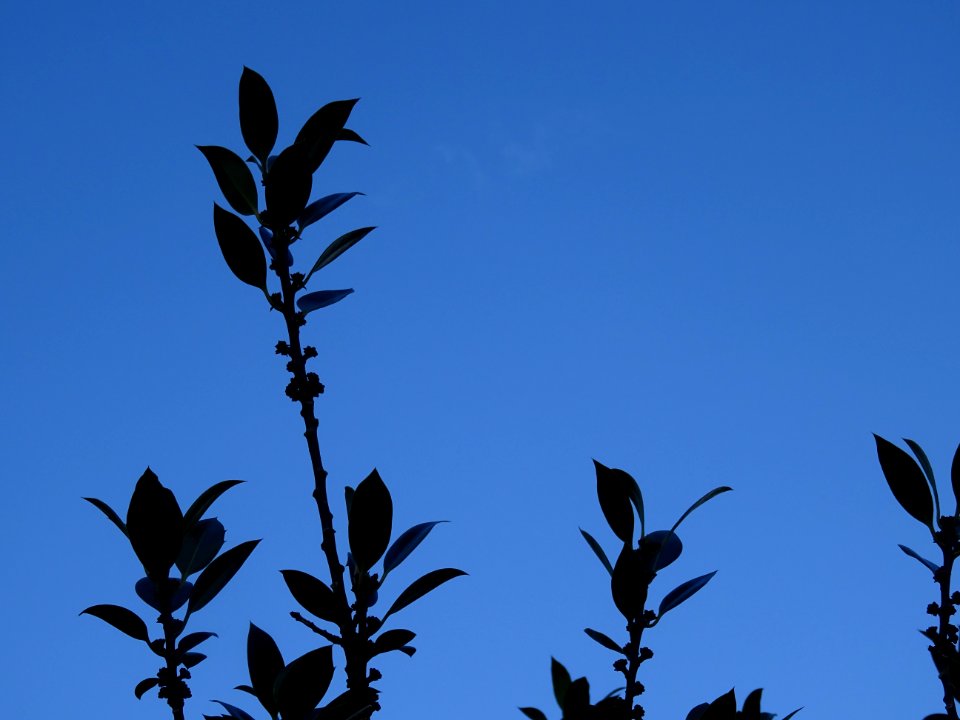 Houx à feuilles de myrte, Ilex aquifolium myrtifolia, Aqui… 