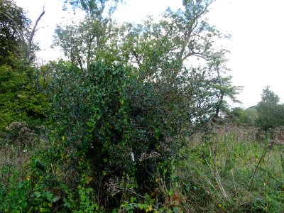 Houx à feuilles de myrte, Ilex aquifolium myrtifolia, Aqui… 