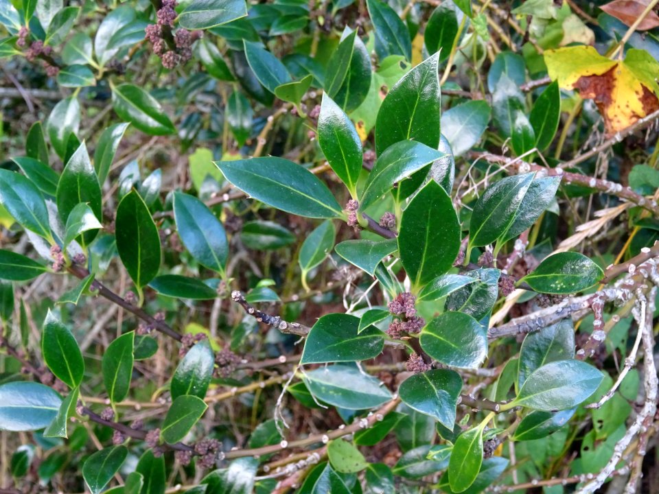 Houx à feuilles de myrte, Ilex aquifolium myrtifolia, Aqui… 