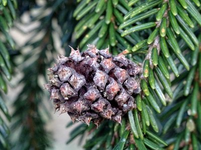 Epicea d'Orient vert-noir, Picea orientalis Atrovirens, Pi… 