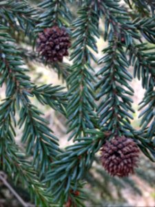 Epicea d'Orient vert-noir, Picea orientalis Atrovirens, Pi… 