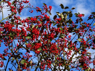 Sorbier barbachii, Sorbus barbachii, Rosacées, Arboretum d… 